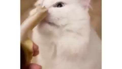 funny cat