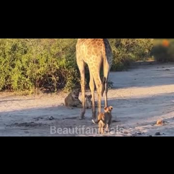Giraffe hunting by lions#