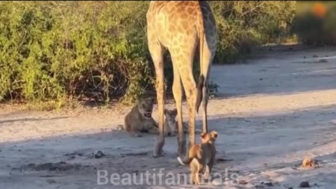 Giraffe hunting by lions#