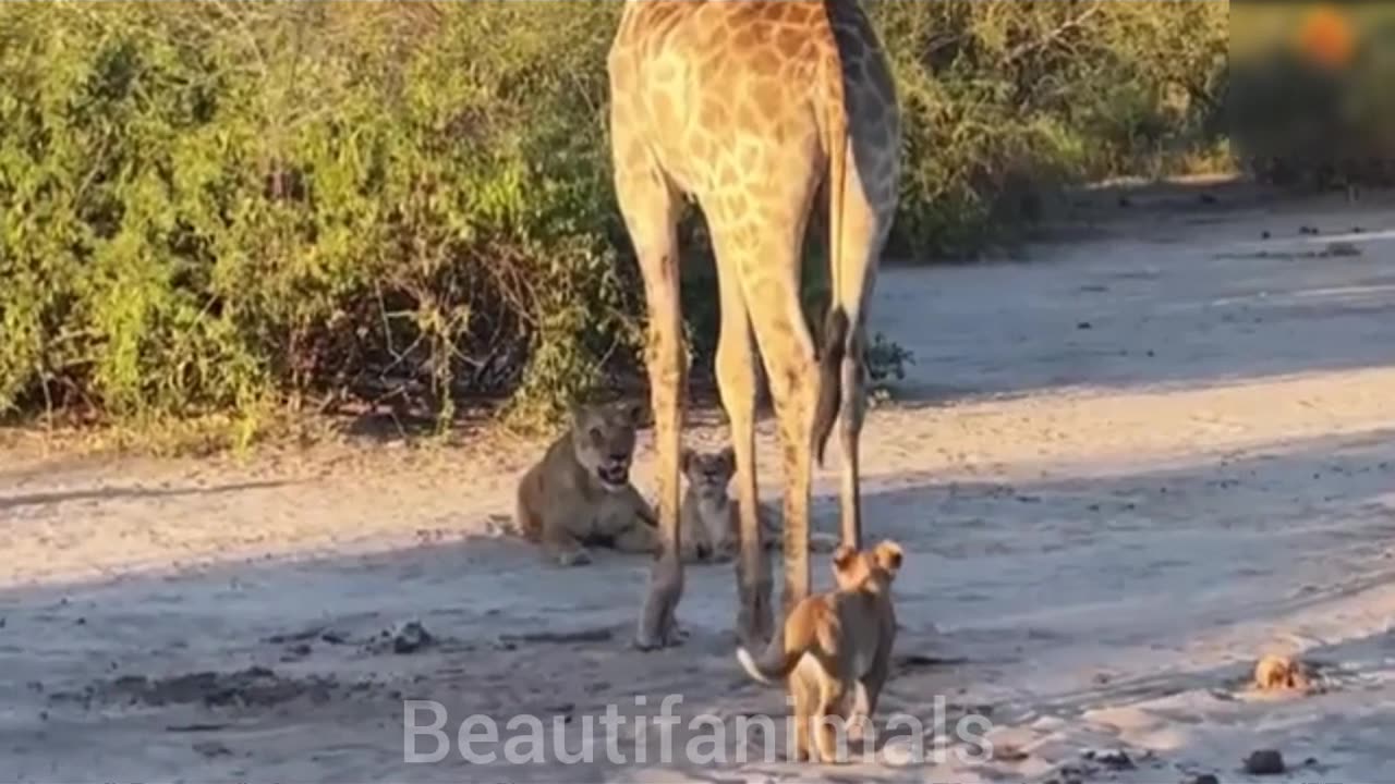 Giraffe hunting by lions#