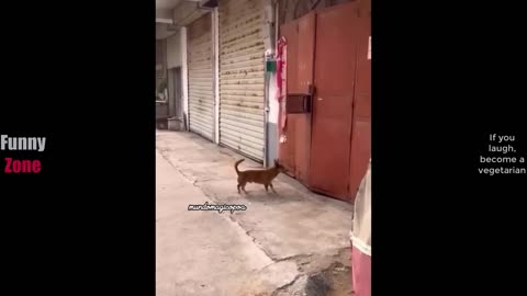 Try Not To Laugh Funny Videos - Funny Moments Of The Year Compilation