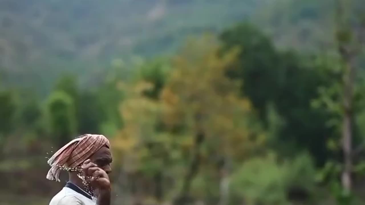 Farmer's crop production using old equipment.