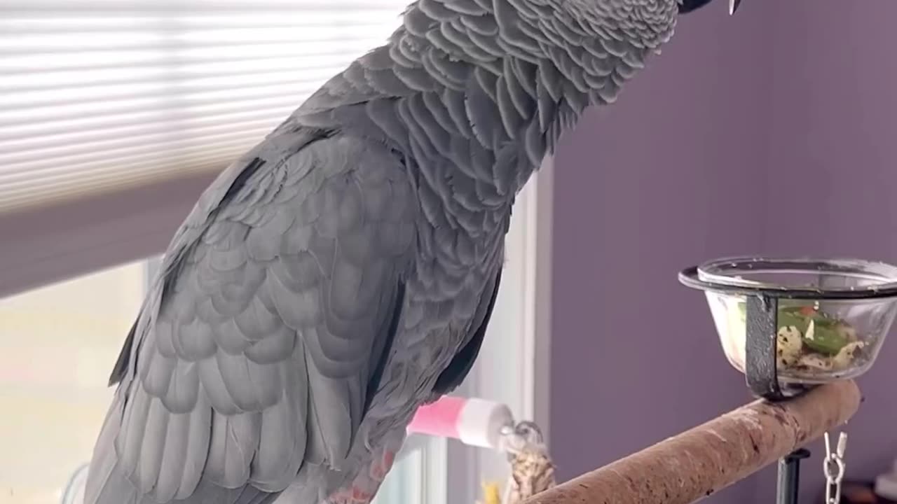 parrot says pipedown 😂🦜