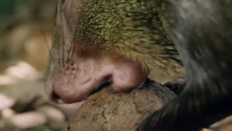 Doku： Geheimnisse im Amazonas Regenwald