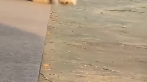Funny cute Puppy falling down