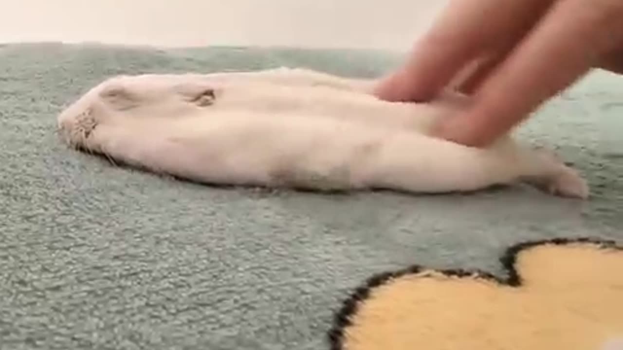 Funny and cute hamster