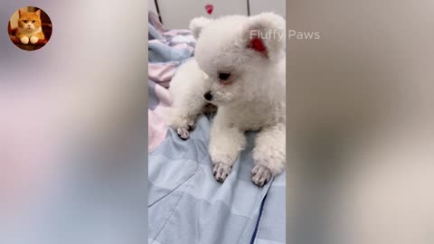 The Funniest Animals! 😂 _ Cats & Dogs Comedy Compilation 2025 🐶😼 _ Part 10