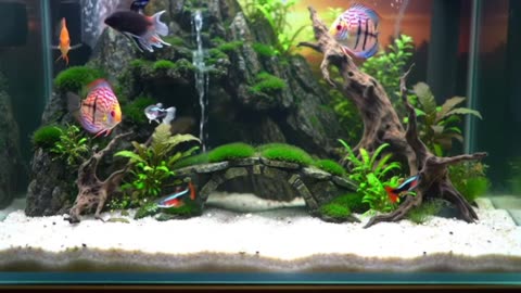 Aquascape Live: Nature’s Harmony in Glass