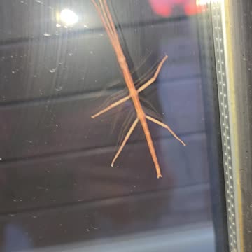 A STICK BUG