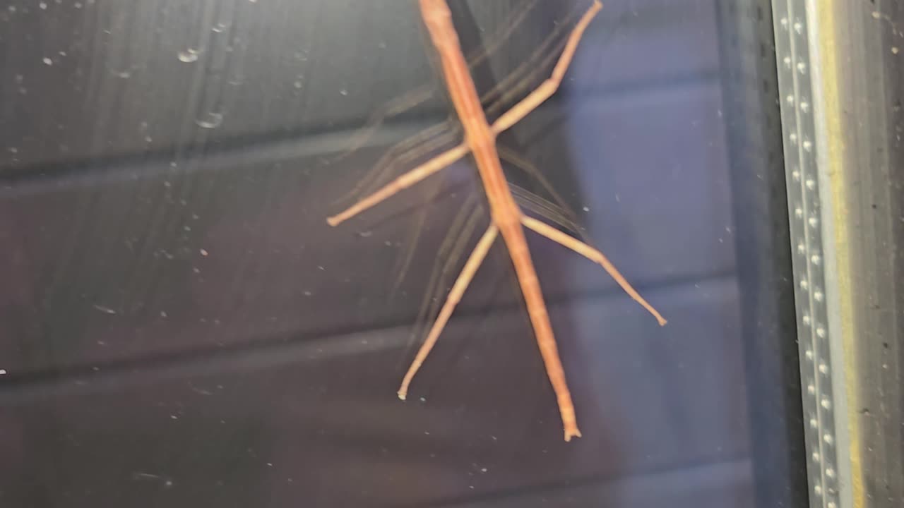 A STICK BUG