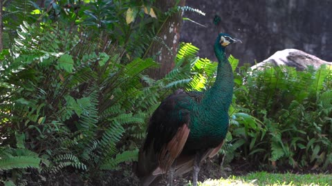 Nature and Animals