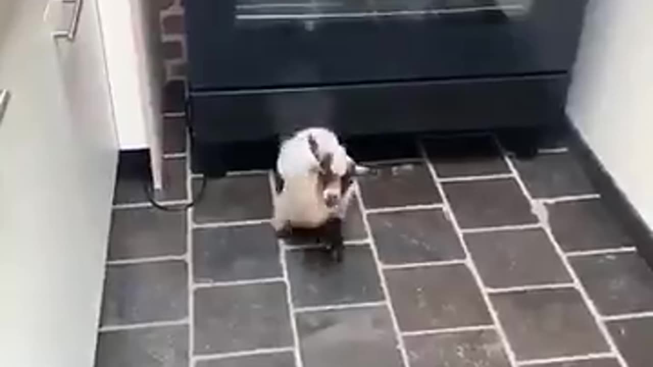 You just bought a house and this happens. what do you do?🐐😯