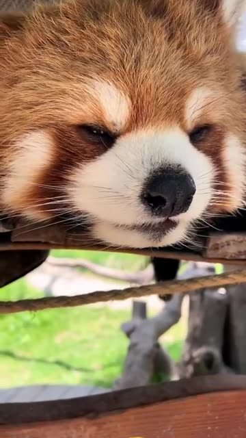 Red panda chillin 😊