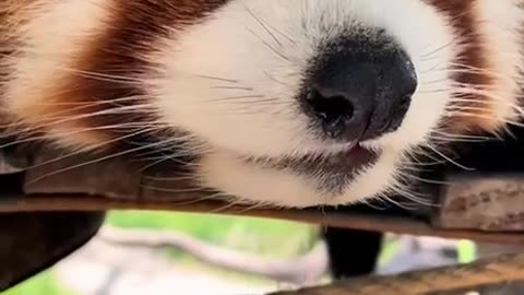 Red panda chillin 😊
