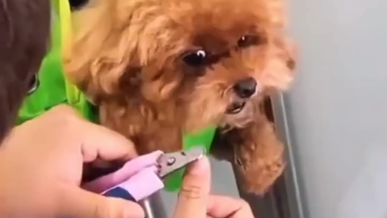 Funny animal videos,,😂Dogs are afraid of cutting their nails🐕🐕