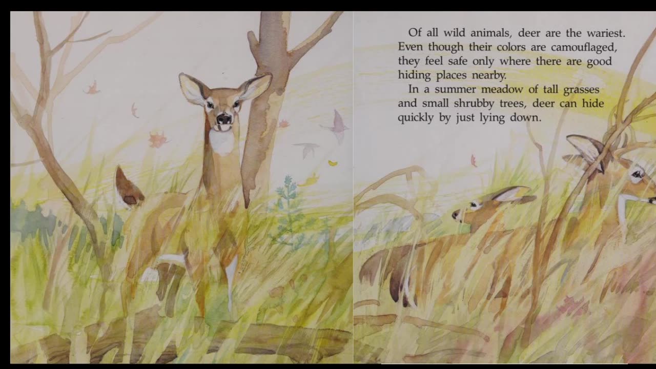 I See Animals Hiding