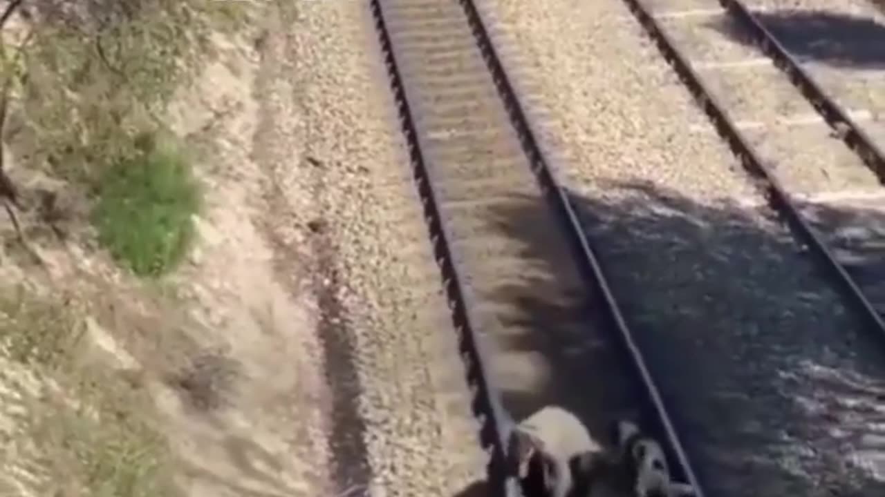 A Miracle Rescue: This Dog Was Saved Just in Time by the Grace of God!"