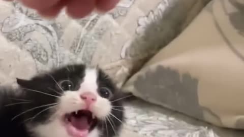 😘 🤣🤣🤣#Jajaja, 🤣#Lol, 😸#Michis 😹#Loquillos. - 👧🏻#SillyFurrfun.👍