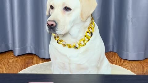 狗狗：还能重选嘛？Dog: Can we choose again?