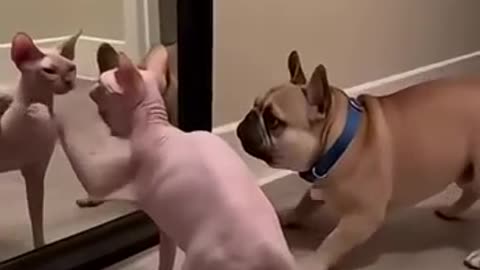 Dog Cat Mirror Moment