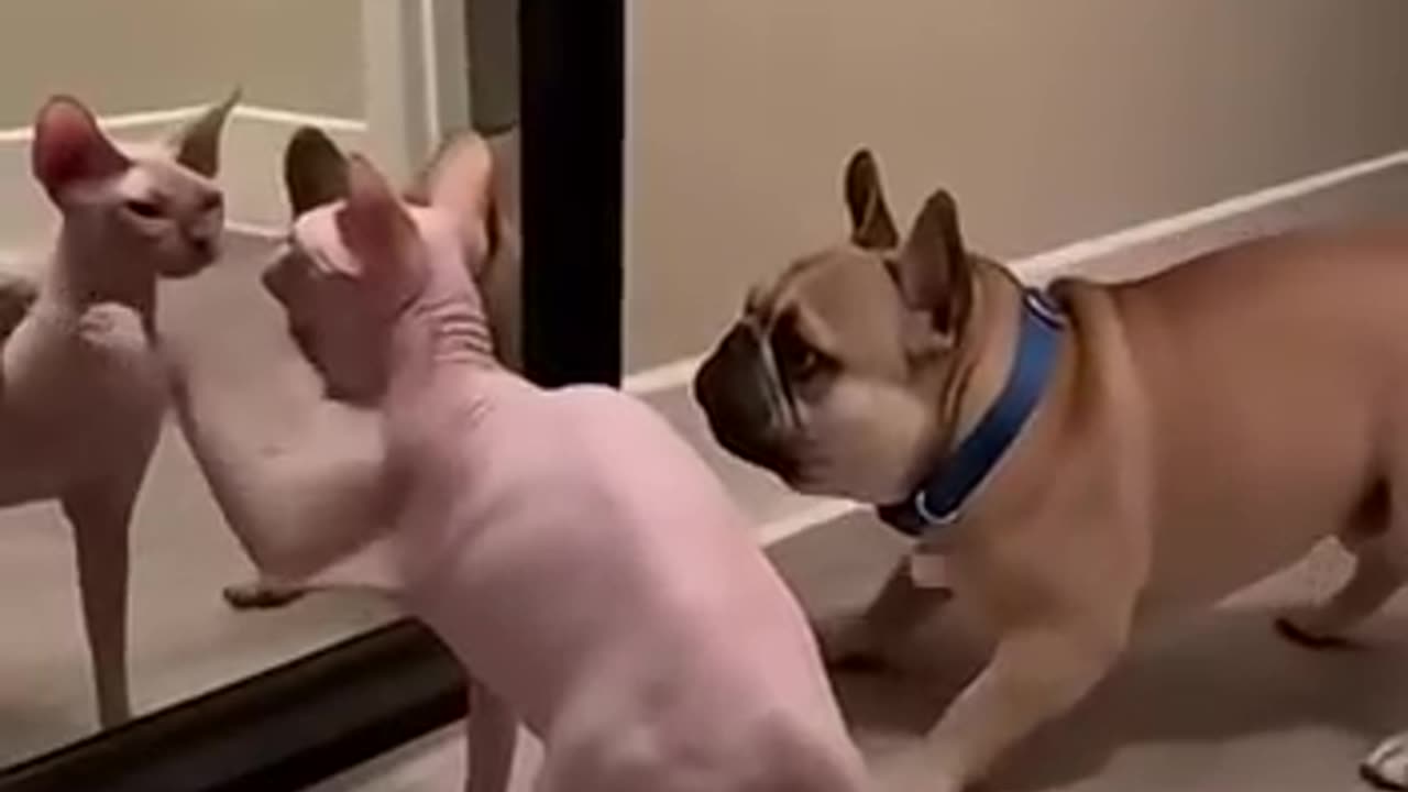 Dog Cat Mirror Moment