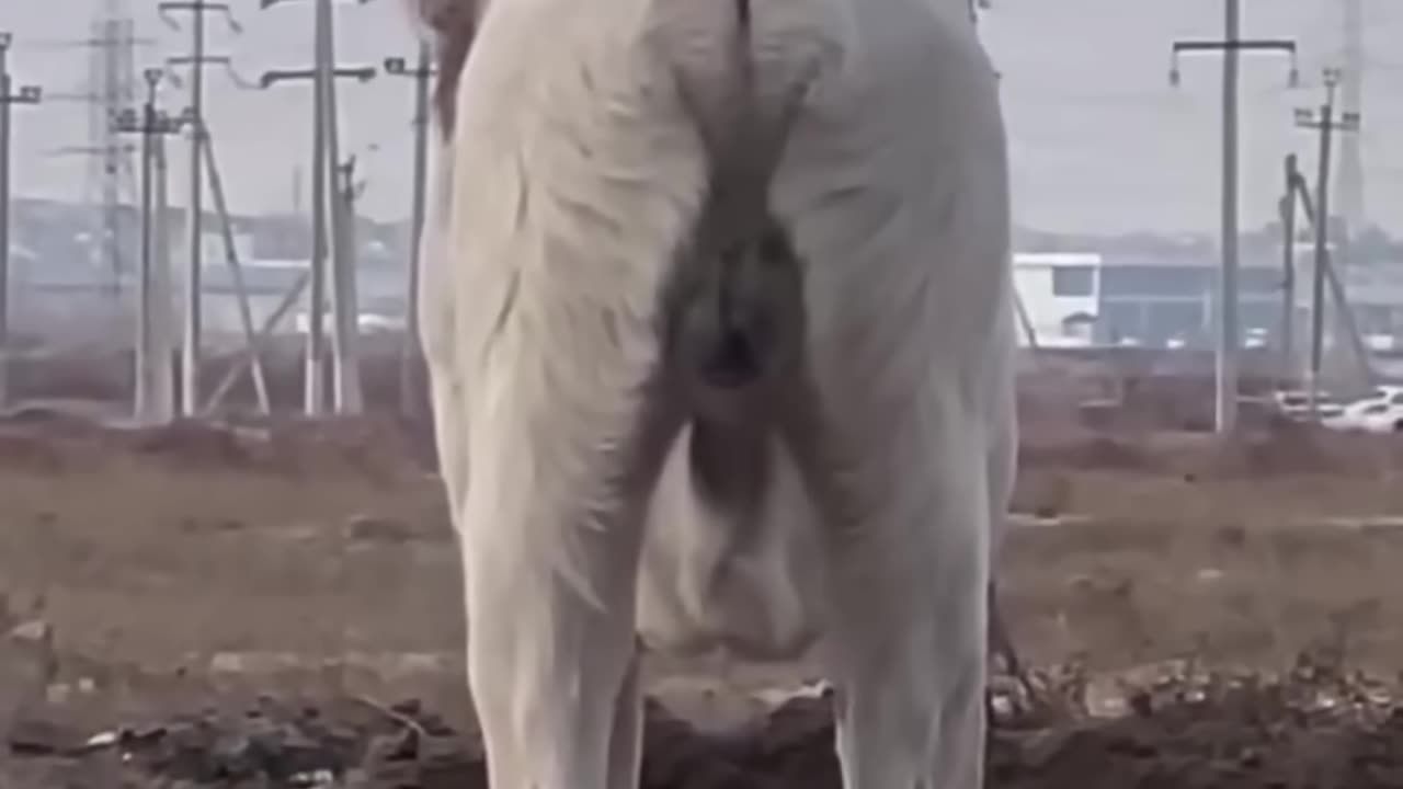 Funny Animal Videos