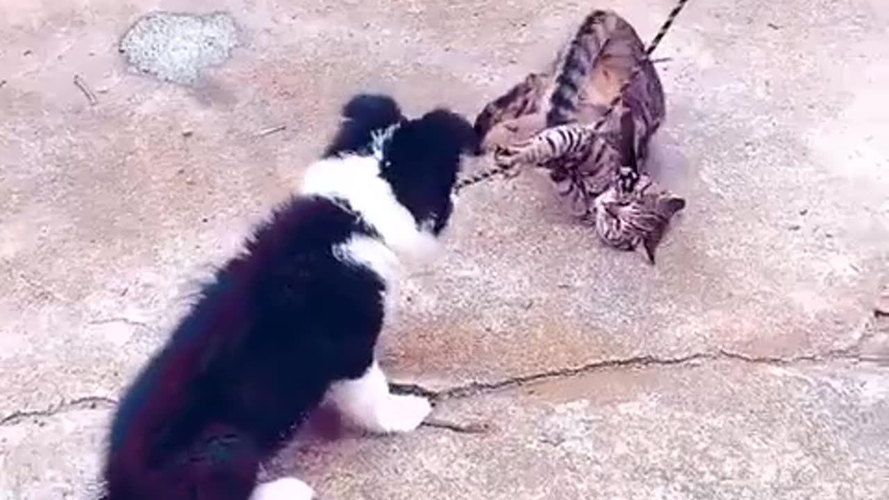 funny animals