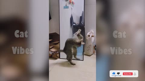 pets best moments