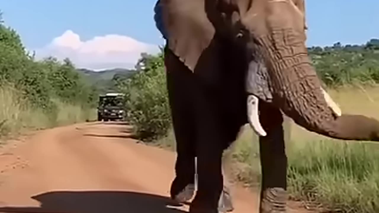 Laughing with animals
