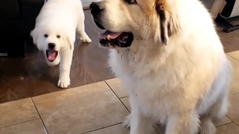 😂🐶 Titan and Zooma: The Ultimate Pet Duo! | FunFM