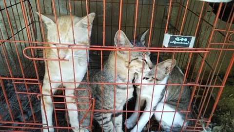 "3 Angry Cats in Jail?! Oyen, Bolo-Bolo & Bolu-Bolu Protest Their Owner’s ‘Short Break’ 😂🐱”