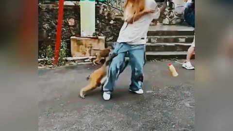 Monkey 🐒 fighting people