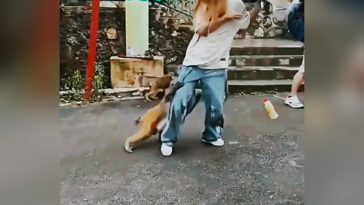 Monkey 🐒 fighting people