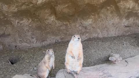 Prairie Dog Jailbreak
