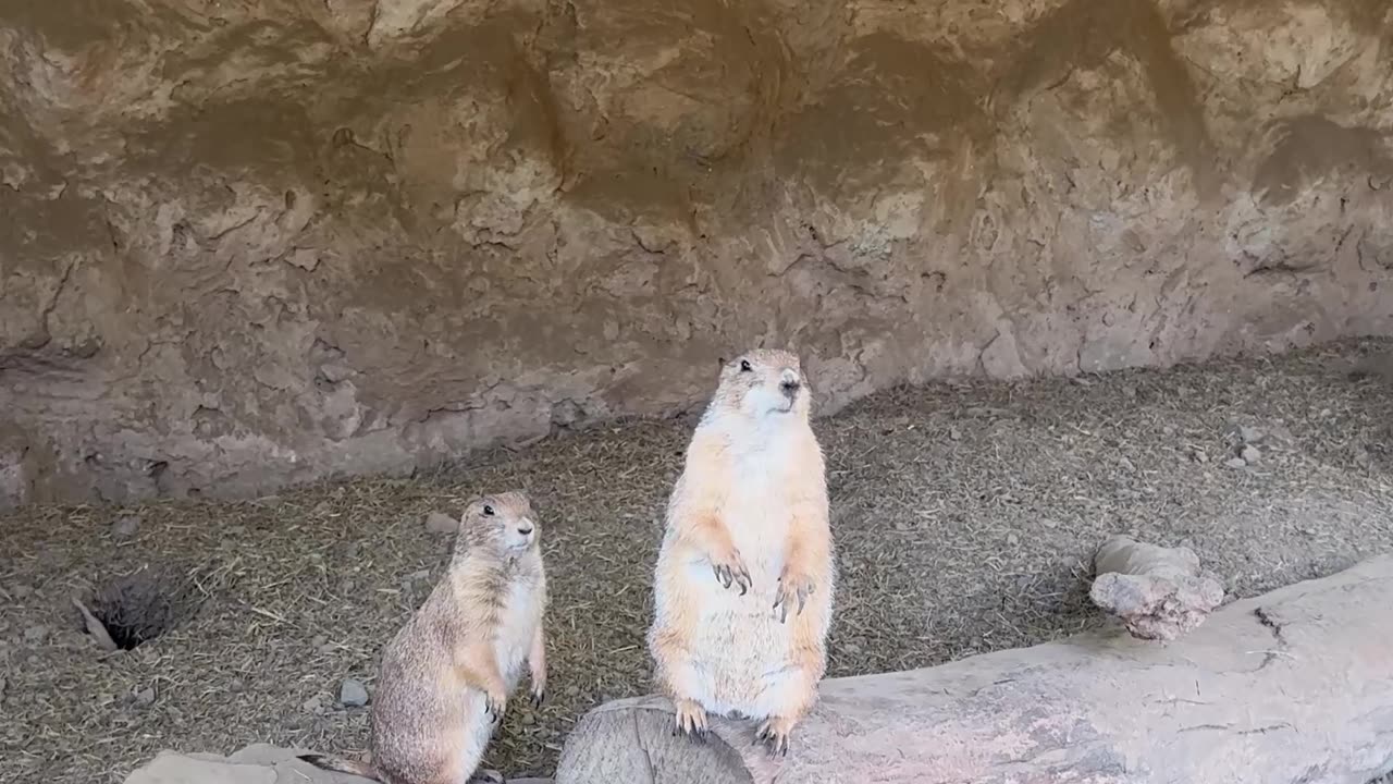Prairie Dog Jailbreak