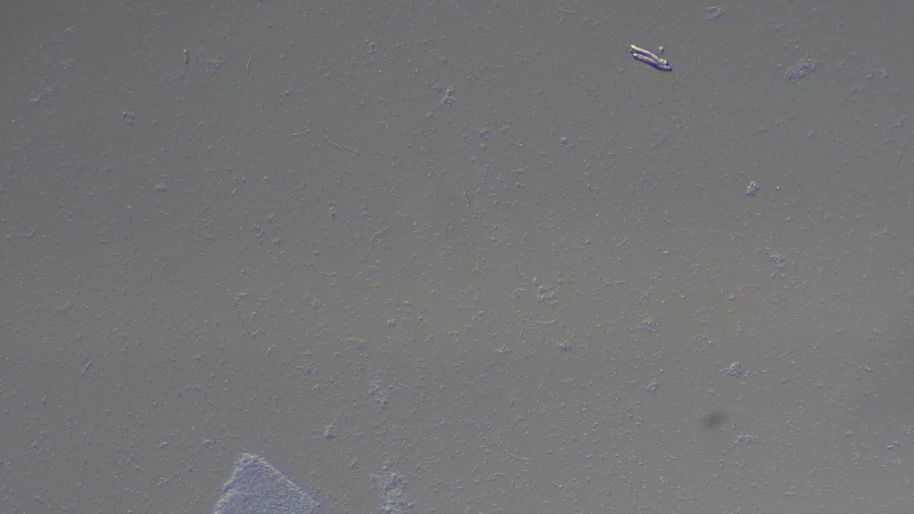 Probiotics Under a Microscope