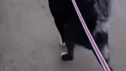 Happy puppy #funnydogs #petvideos #DogTok #DogFails2025 #DogsOfspring #DogVsOwner #petfyp #usa