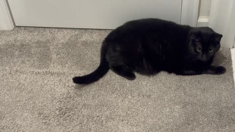Cute Precious Piper Practices Her Letter While Guarding - My Adopted Shelter Cat Vlog