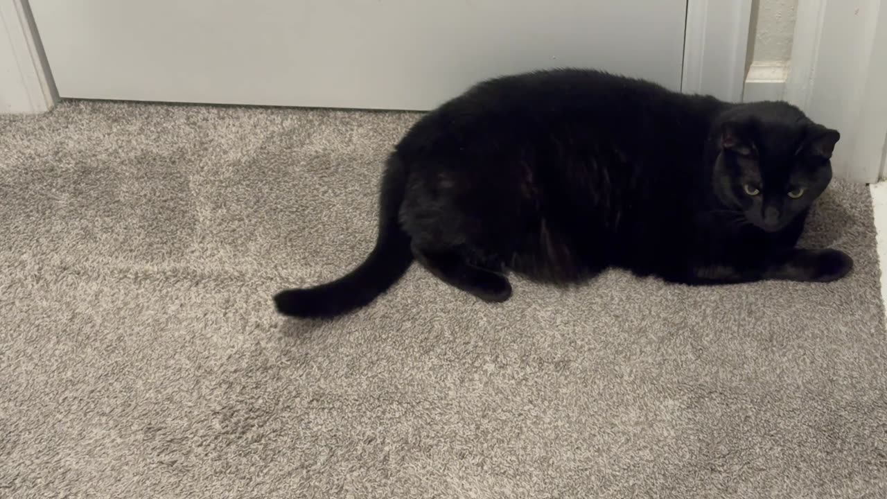Cute Precious Piper Practices Her Letter While Guarding - My Adopted Shelter Cat Vlog