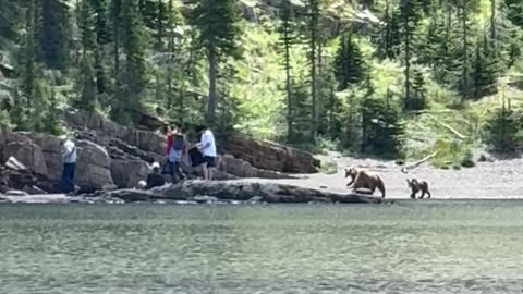 Clueless Tourists Have a Grizzly Encounter