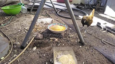 Coffee & Bees Part 5