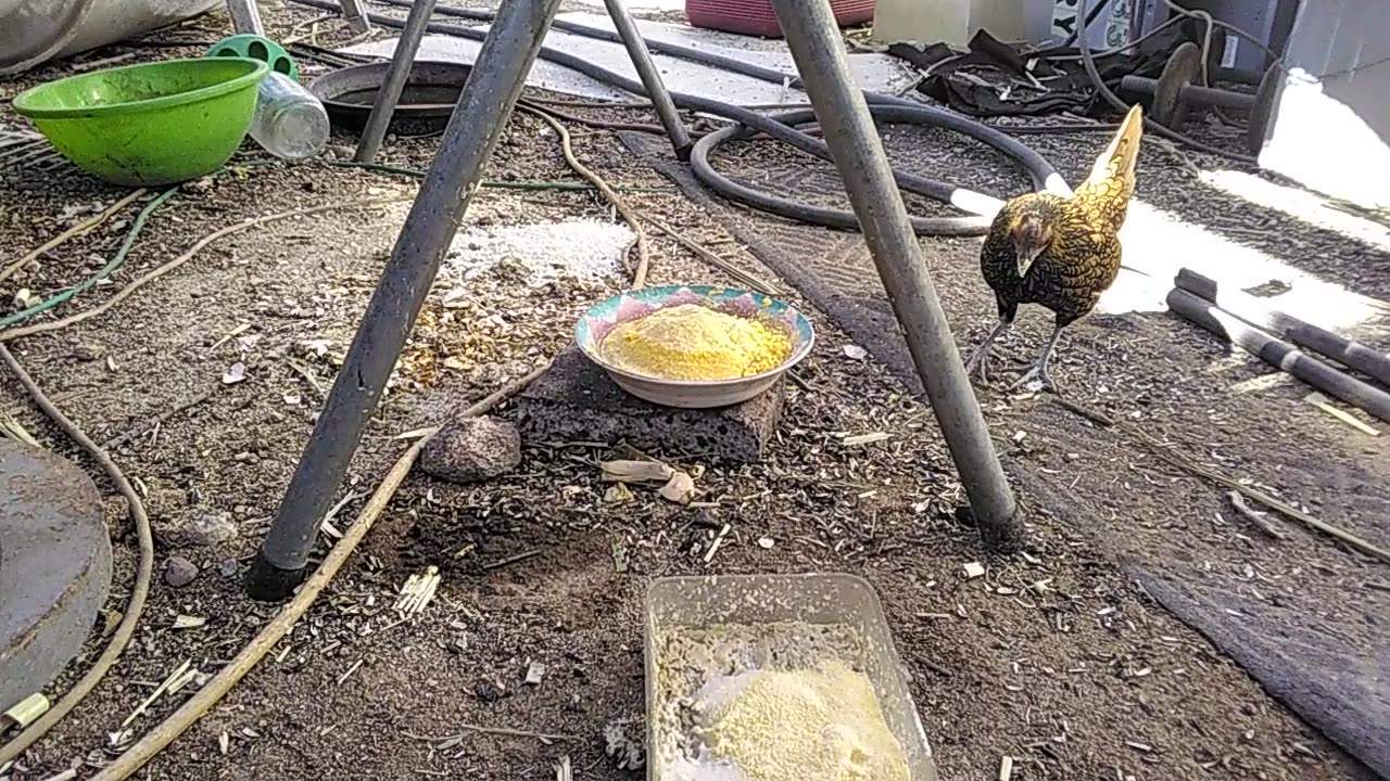 Coffee & Bees Part 5