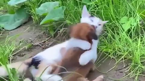 Smart cute pets