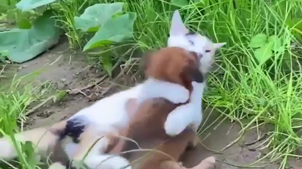 Smart cute pets