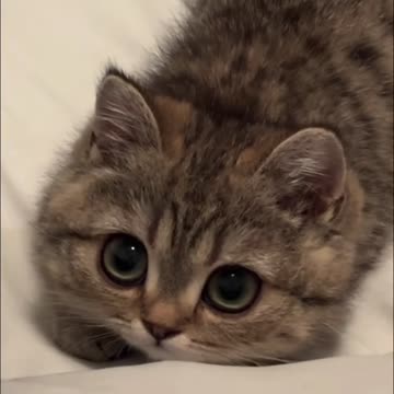 I really like this kitten! It's so cute! The original blogger has authorized