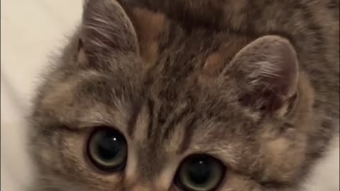 I really like this kitten! It's so cute! The original blogger has authorized