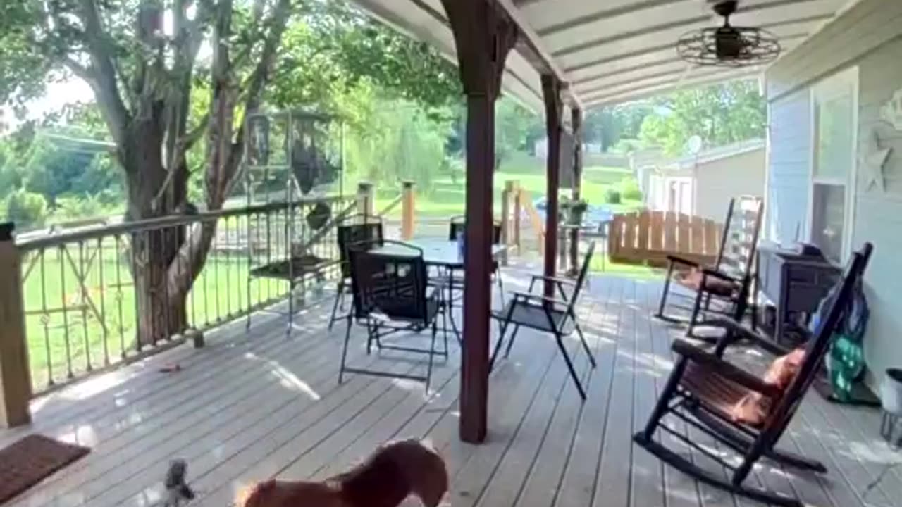 Rambo squirrel kicking ass and taking names