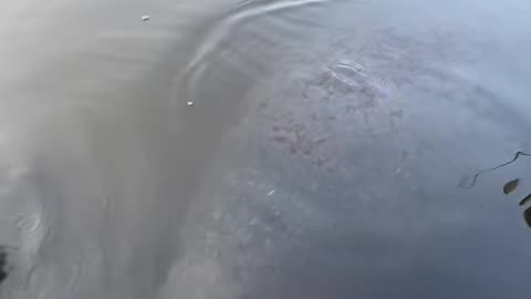 Gentle Manatee Touches Foot