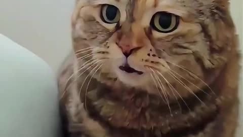 What happened Are you yelling at me to get up. #cat #cuteanimal