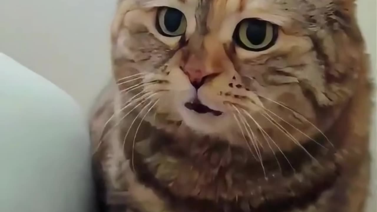 What happened Are you yelling at me to get up. #cat #cuteanimal